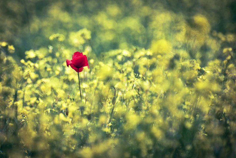 ...samotny...photo preview