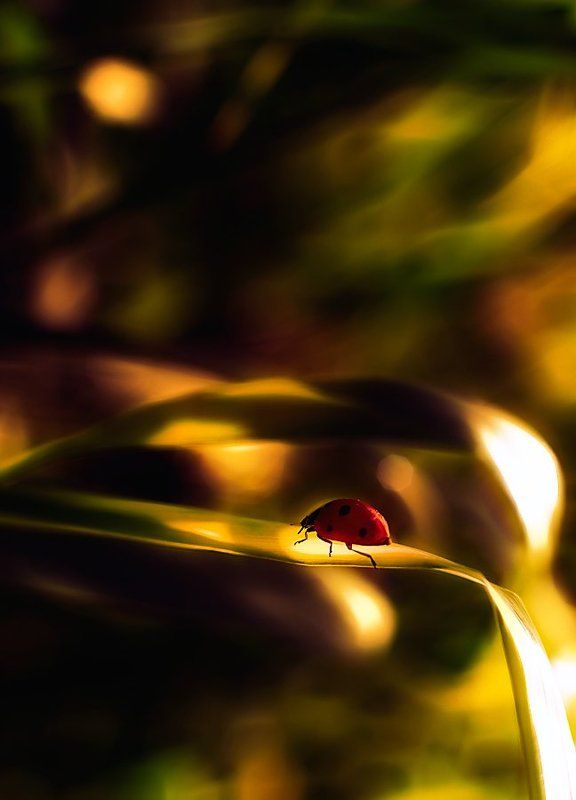 lost in the colorsphoto preview