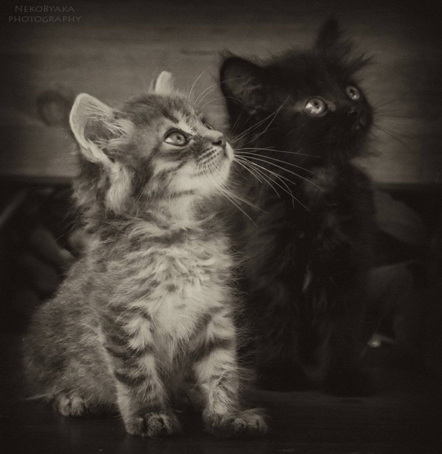 cats, коты, котята, черый, серый, полосатый, kittens, black, gray, striped, двое, two, братья, brothers, маленькие, small, pets, domestic, animals, Мамакова Анжелика