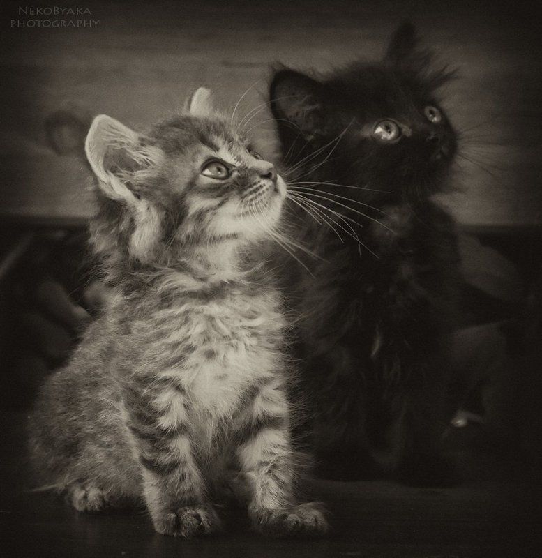 cats, коты, котята, черый, серый, полосатый, kittens, black, gray, striped, двое, two, братья, brothers, маленькие, small, pets, domestic, animals angel and devilphoto preview