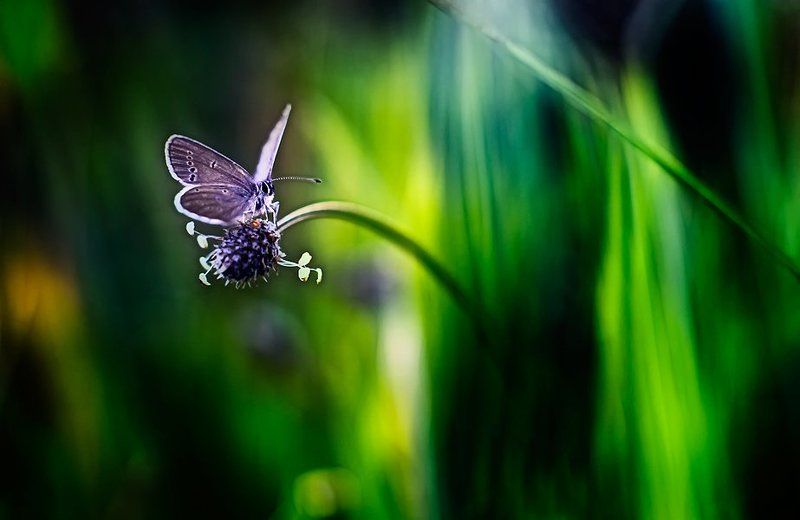 nature photo preview