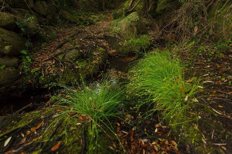 лесной этюдphoto preview