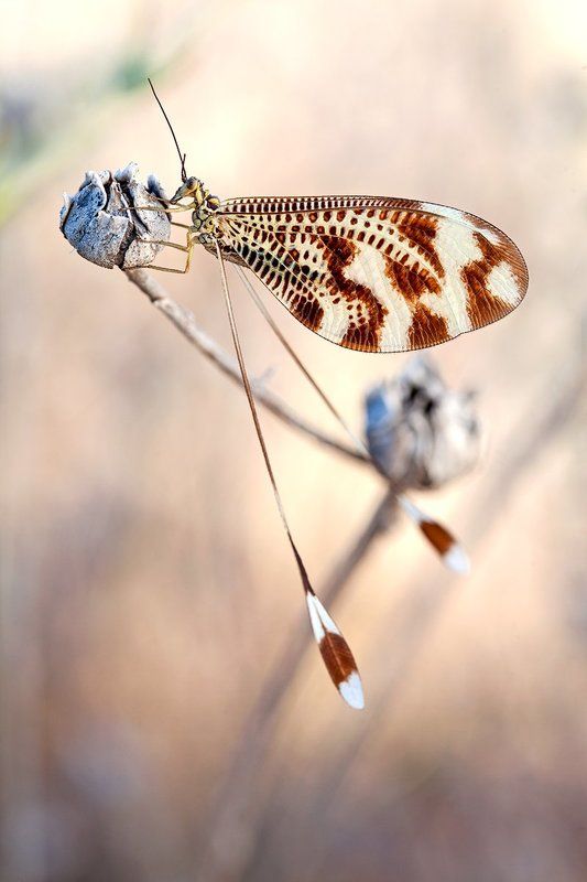 Nemoptera bipennisphoto preview