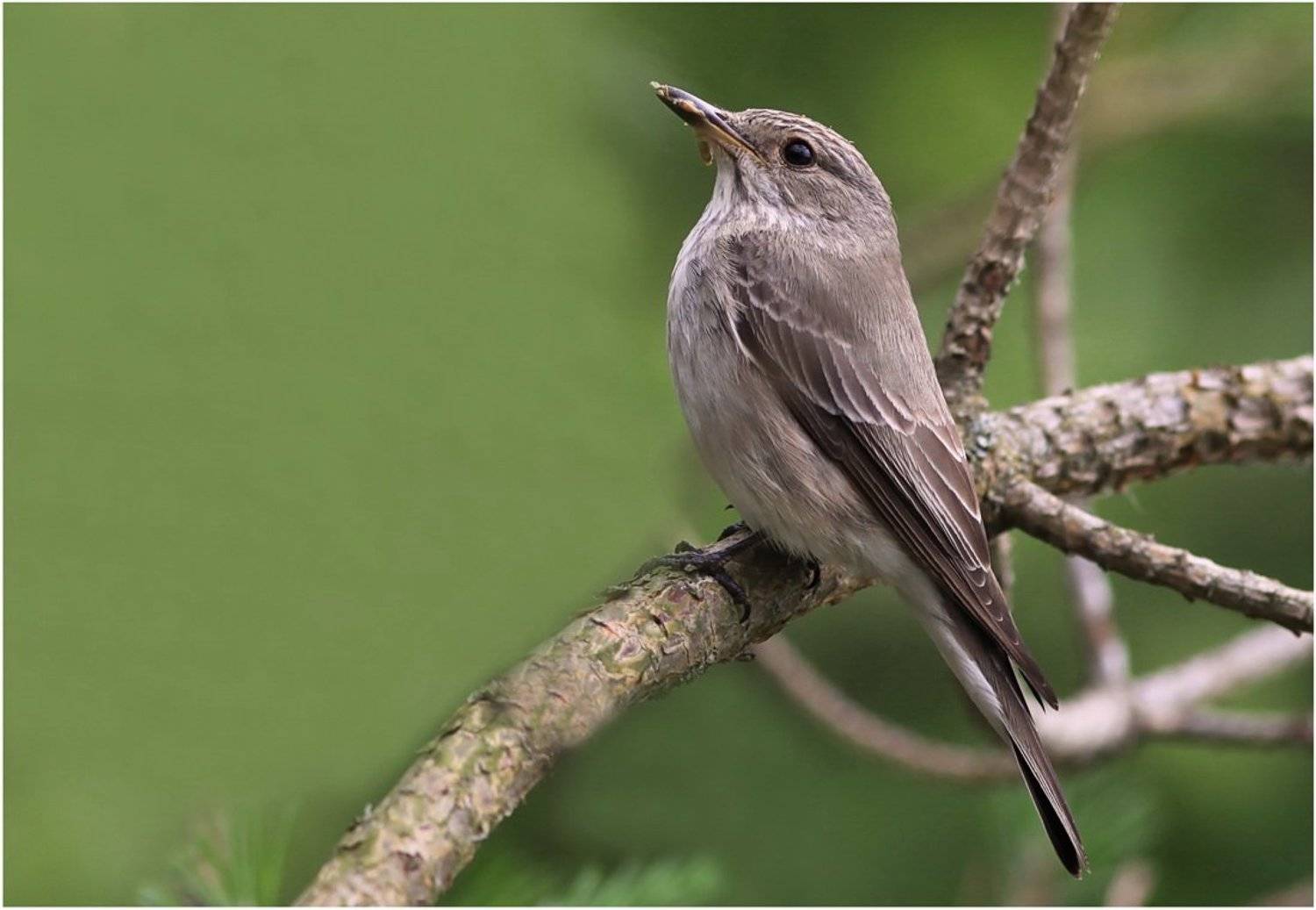 muscicapa, striata, Леонид