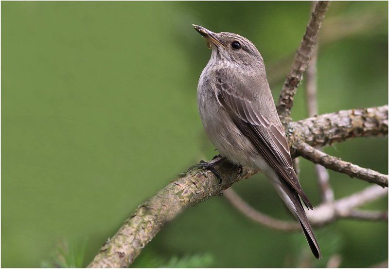 muscicapa, striata *photo preview