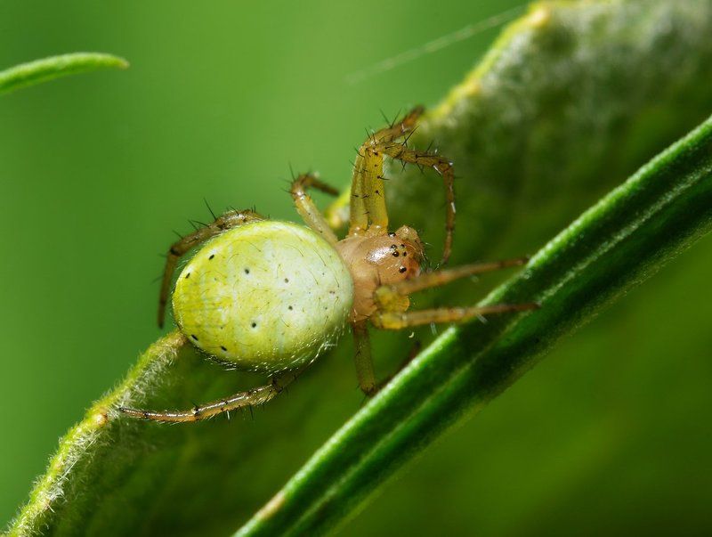nikon, d7000, spider, macro, close-up, nature, arachnida, arthropoda, araniella cucurbitina, cucumber, паук, араниелла, макро, казахстан Зеленое лето зеленой крохиphoto preview