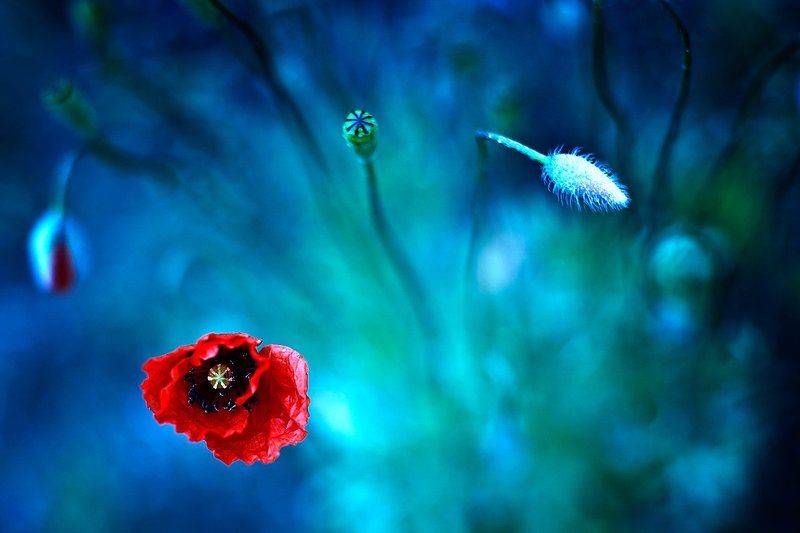 nature To the skyphoto preview