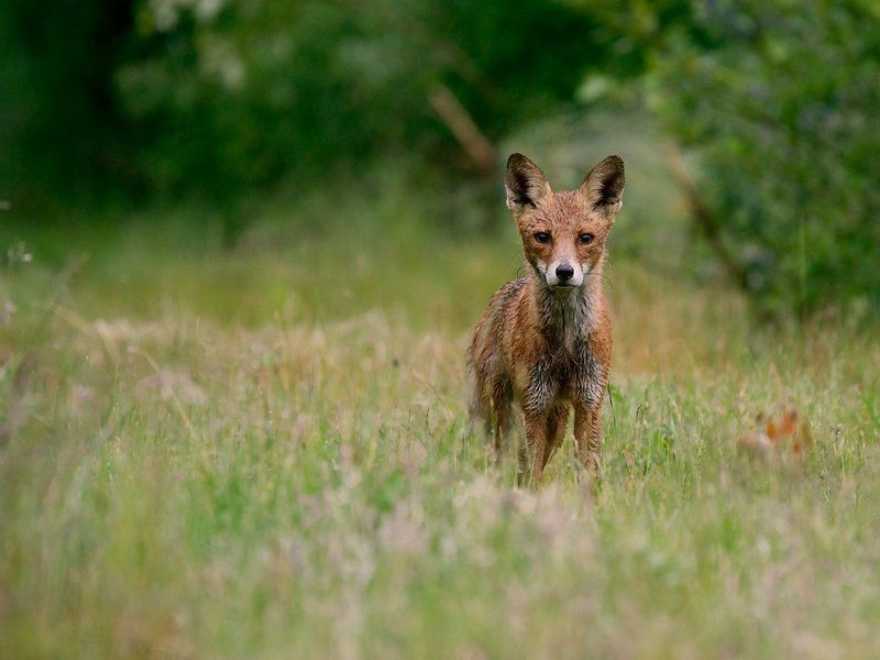 nature after the rainphoto preview