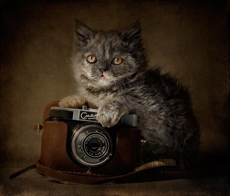 фотокамера, смена, кучеряшка, селкирк-рекс Фотокот фото превью