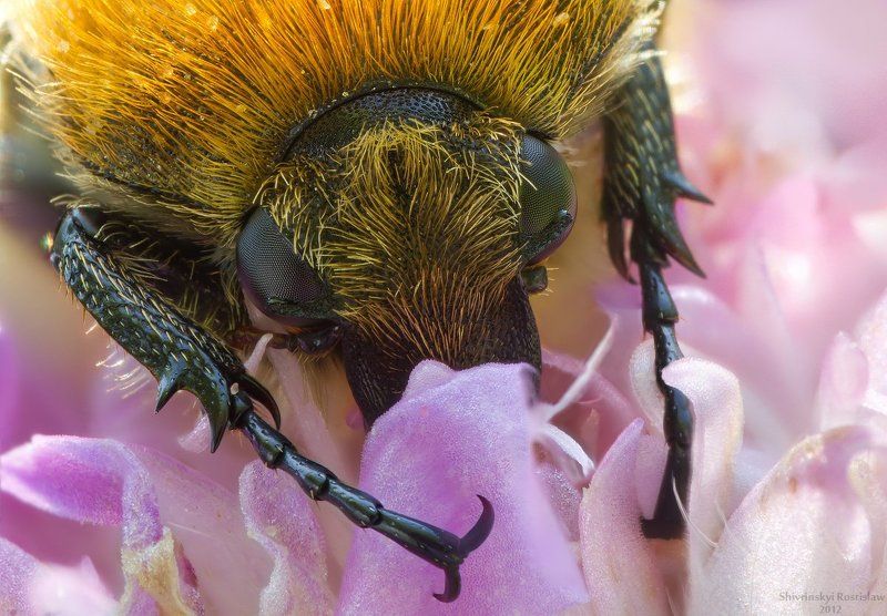 восковик, жук, ростислав, rostislaw Рыжикphoto preview