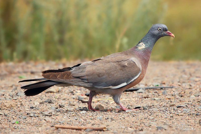 птица, вяхирь, витютень, columba, palumbus, casiotis Похотливый взглядphoto preview