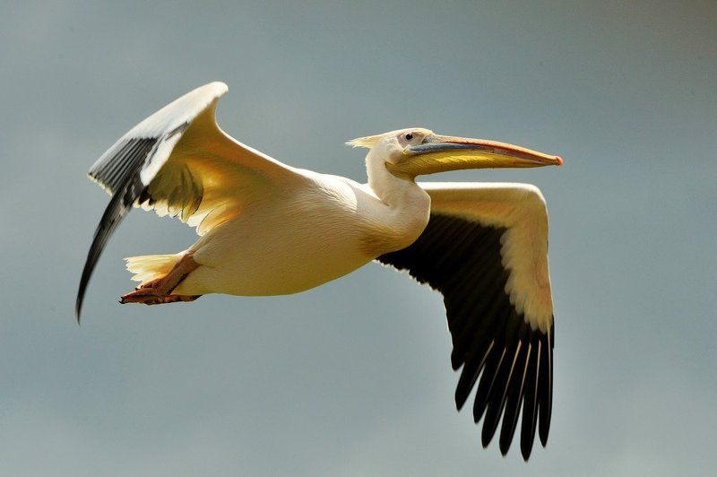 кения, животные Кенияphoto preview