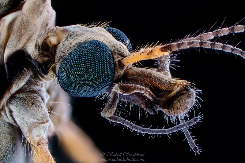 macro,macro photography, soheil shahbazi,insect Crane Flyphoto preview