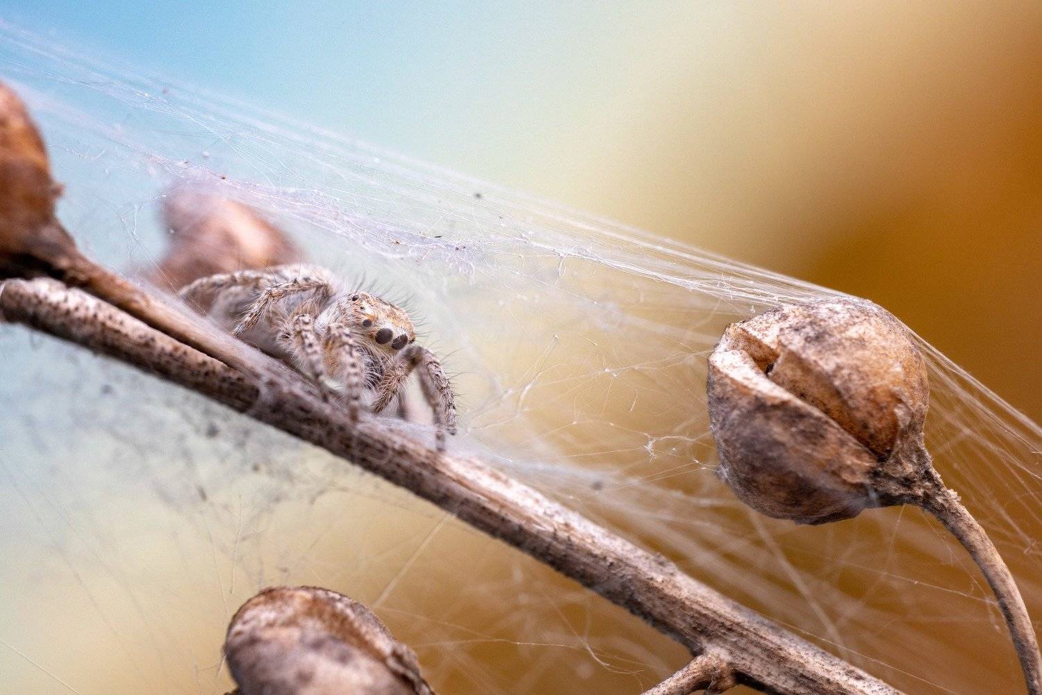 spider, jumping spider, паук, скакун, salticidae, Василий Тимофеев