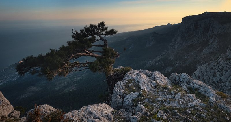 Крым, Ай-Петри, Ялта, горы, сосна  фото превью
