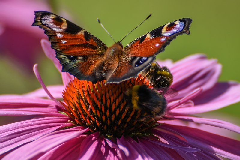 макро,бабочка,природа места всем хватитphoto preview