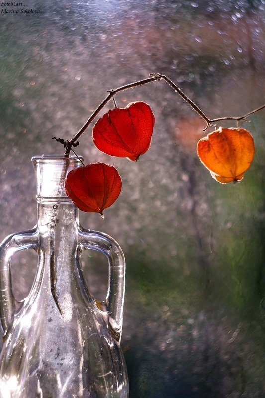 Про физалис.photo preview