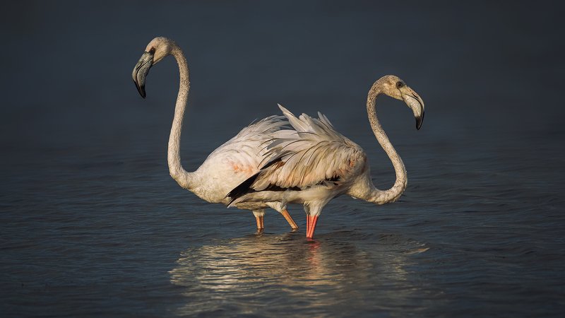 blues, butterfly, art, nu, artistic, erotica, eroticism, face, girl, lenin1968, naked, body, nu, nude, photo, photography, portrait, prtrait, rostikrst, sexual, still, life, астры, бабочка, блики, божья, коровка, болгария, герань, луговая, голубянка, гриб Greater flamingophoto preview
