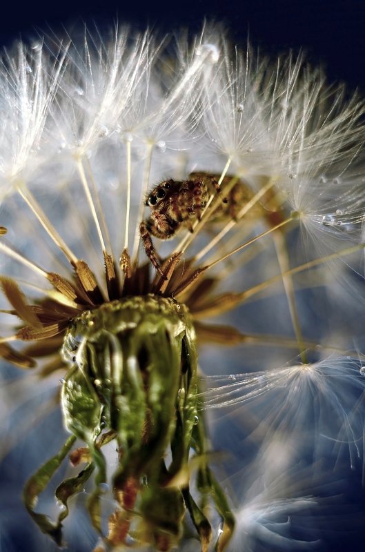 макро, скакун, одуванчик, мануал, природа, макросъемка, паук, легкость  Воздушный скакунчик photo preview