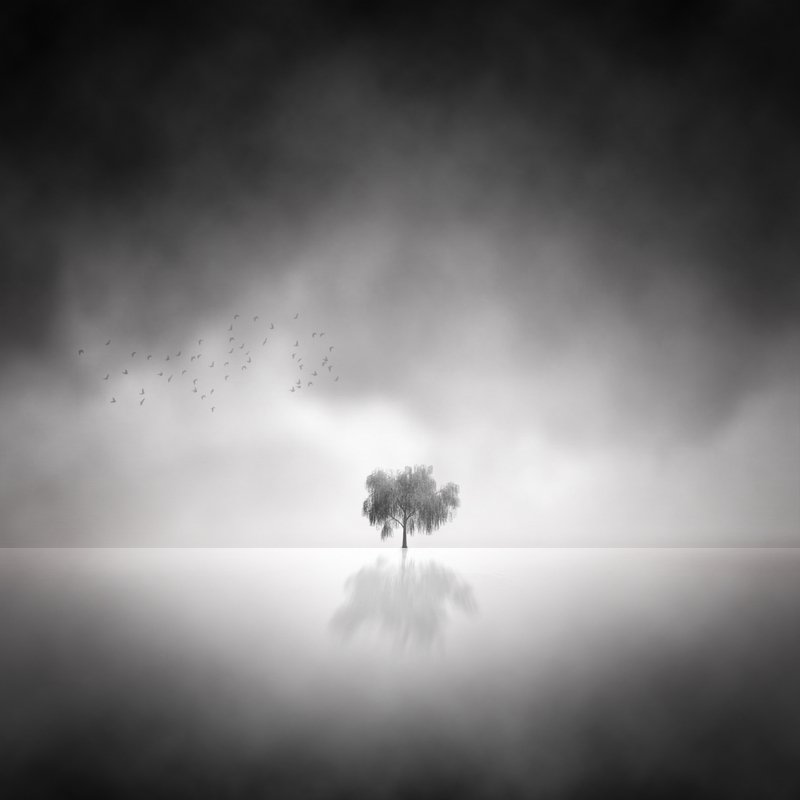 Fine Art  Lonely Tree photo preview