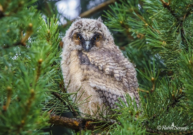 сова, ушастая сова, птицы, Asio otus Вы к кому?photo preview