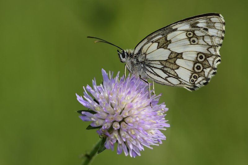 бабочка  butterfly бабочкаphoto preview