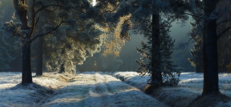 павловскийпарк, павловск, питер, пейзаж, природа, рассвет, осень, павловский парк, landscape, tsarskoyeselo, autumn Улыбка осени. . .photo preview