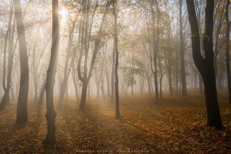 #nature, #туман, #лес, #oсень, #украина, #карпаты, #пейзаж, #закат, #туман, #солнце, #свет, #mountain range, #mountains, #туризм, #лес, #nature, #природа, photo preview