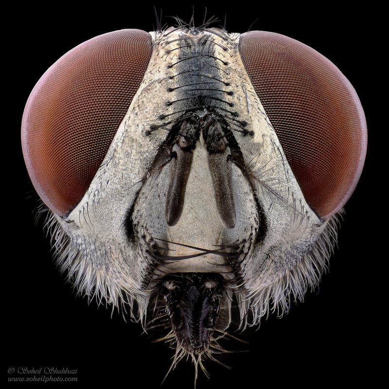 macro,macro photography, soheil shahbazi,insect Flesh flyphoto preview