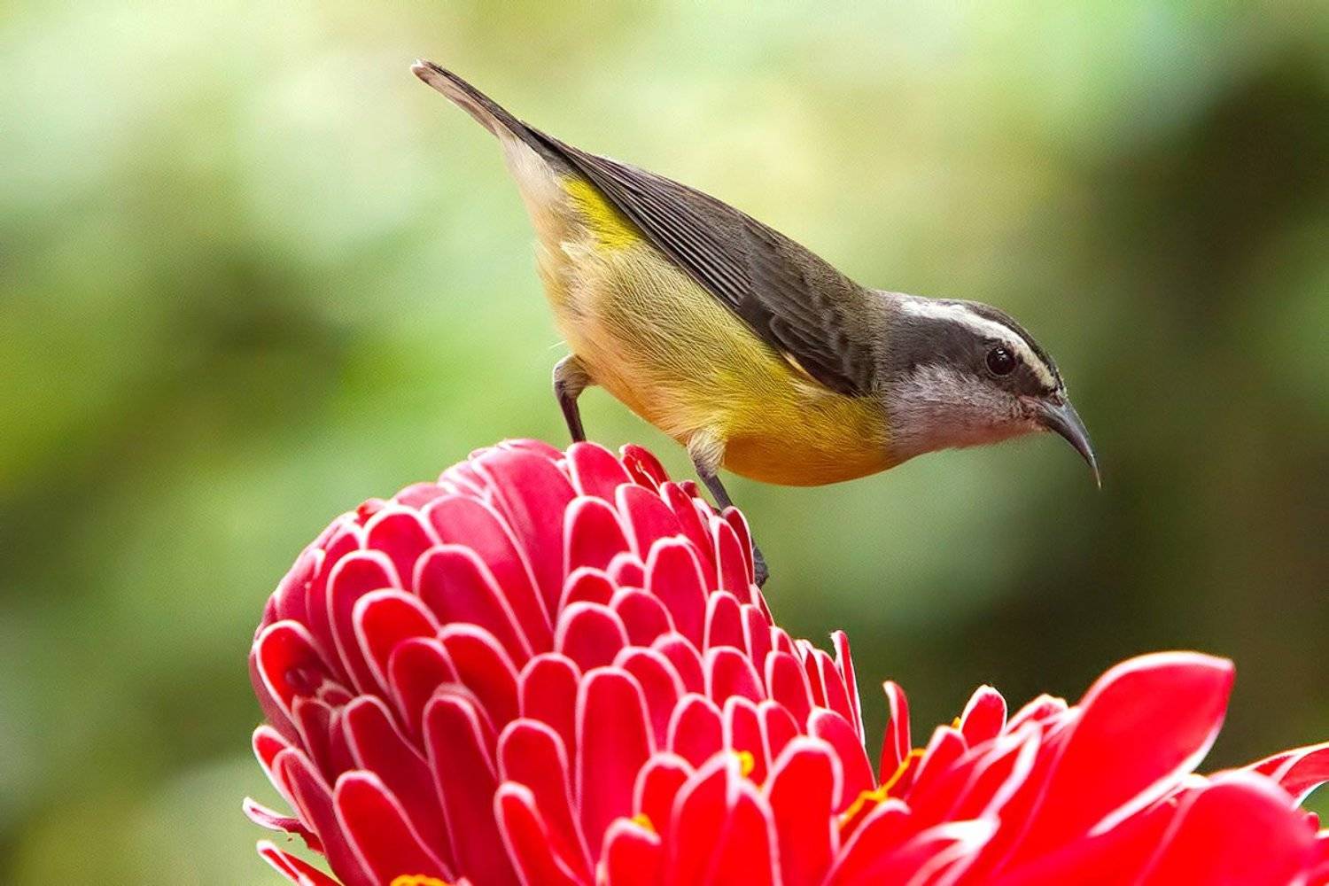 Банановый певун или сахарная птица (Coereba flaveola). Автор: Елена Давыдова птицы, животные, бразилия, Елена Давыдова