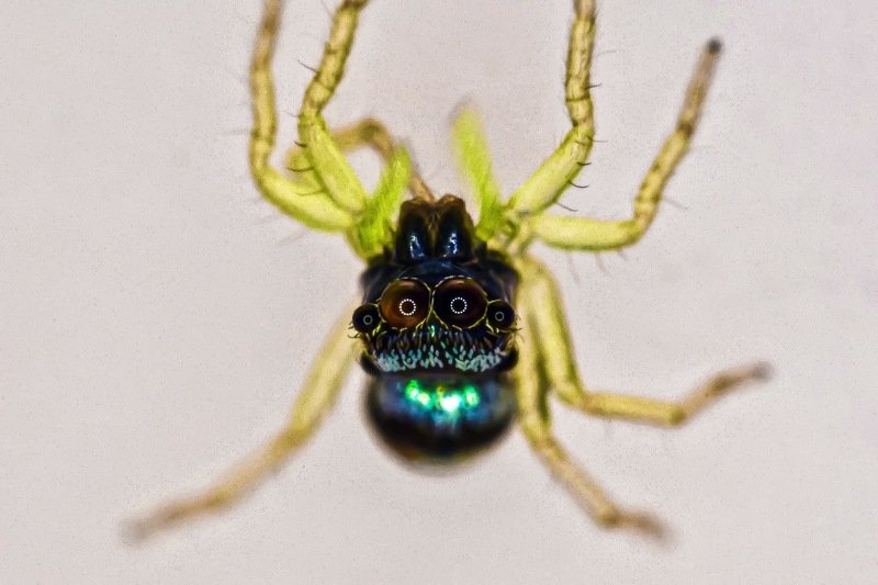 Tiny green legsphoto preview