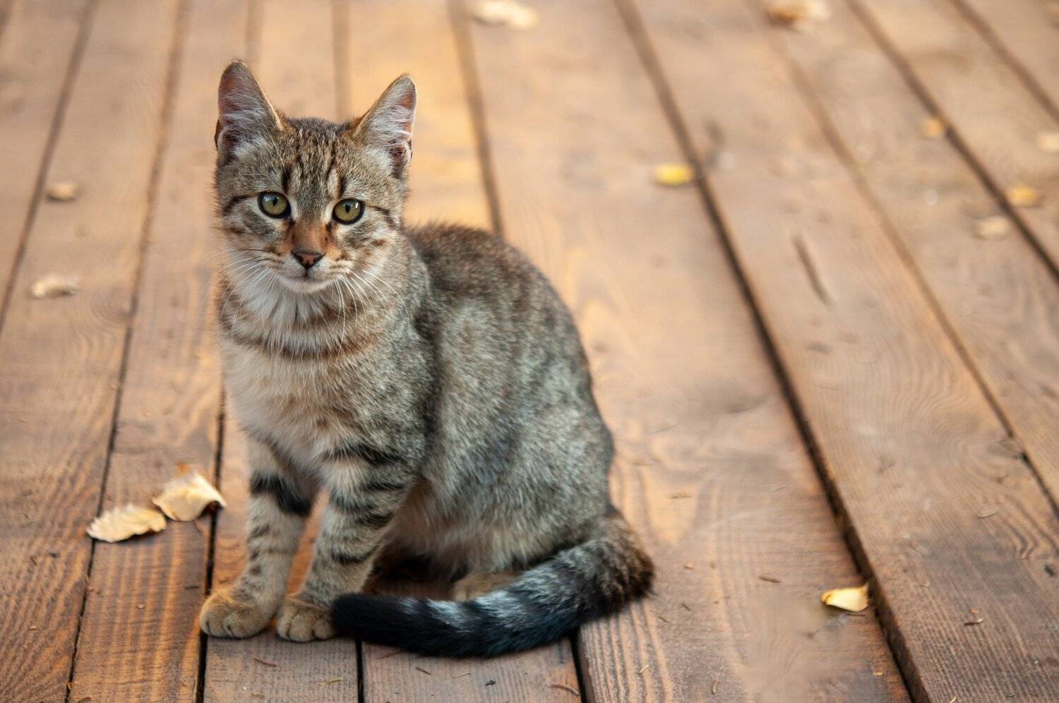 малък Котарак. Автор: Svetoslav Radkov , Svetoslav Radkov