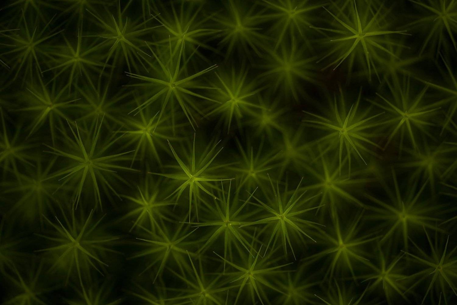 мох абстракция звезды фактуры, Юлия Втюрина