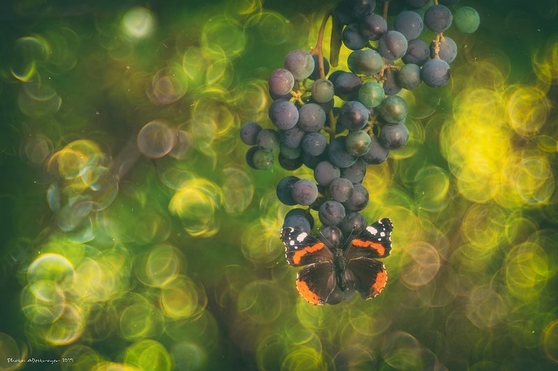 macro, nature, butterfly Ugly, Dirty, Old IIphoto preview