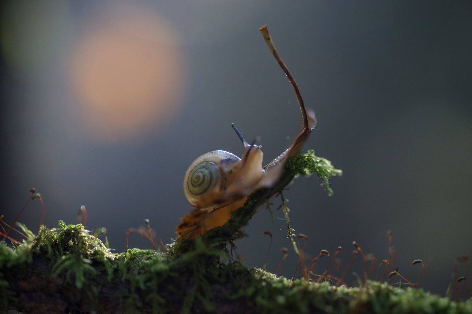 Прогулки в лунную ночь.... Автор: Татьяна Пименкова улитка, лес, волшебство, луна, мох, Татьяна Пименкова
