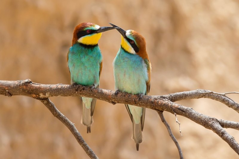 ПётрРогов,фотограф,дикаяприрода,динамика,птицы,орнитология,фотоохота,золотистаящурка,пчелоедка,canon5dmarkiii,canon600mmf4,birds,ornitology,dinamiс,wildnaturephotography,wildnature,Israel,Израиль,wildnaturephotography,wildnature Золотистая щурка photo preview