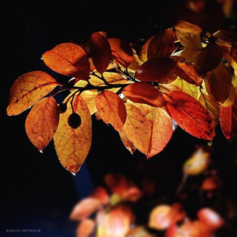 ночь ночь ботаника. 2019photo preview