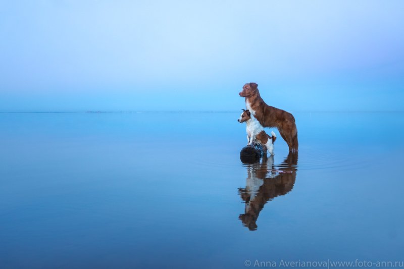 море, собаки на мореphoto preview