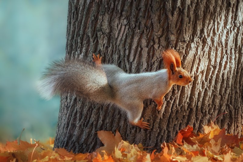 canon 55-250, beautiful, красивый, moment, момент, nature, природа, wildlife, живая, осенний, autumn, осень, animal, животное, forest, лесное, fluffy, пушистая, red, рыжая, squirrel, белка, Шпагат с переворотом :)photo preview