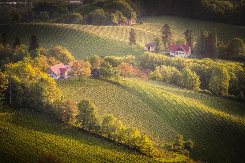 slovenia, travel, sunrise, adventure, fields, vineyards Somewhere in the Slovenian vineyardsphoto preview