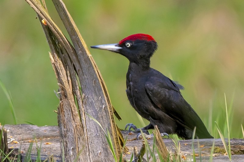 Black woodpeckerphoto preview