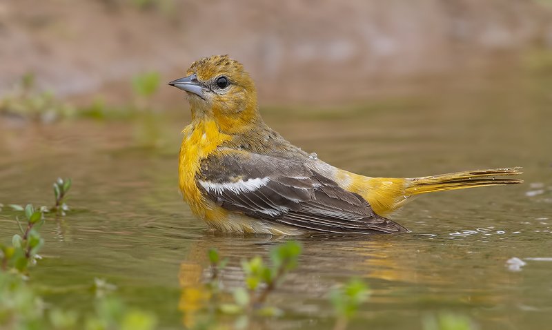 baltimore oriole, oriole, иволга, трупиал, tx, texas Female Baltimore Oriole. Cамка Балтиморская иволгаphoto preview