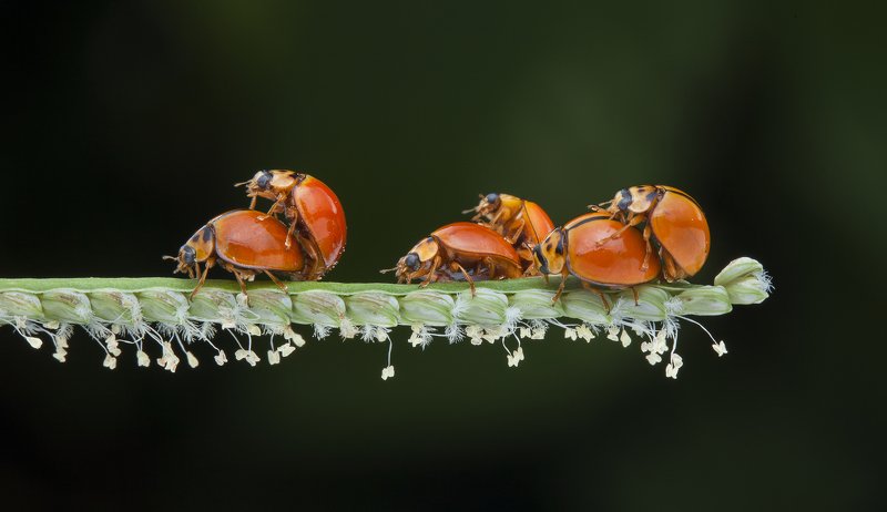 #macro#ladybug#colors#mating Sex Party Of Bugsphoto preview
