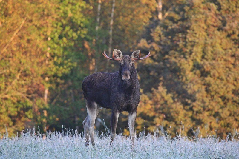 Лосьphoto preview