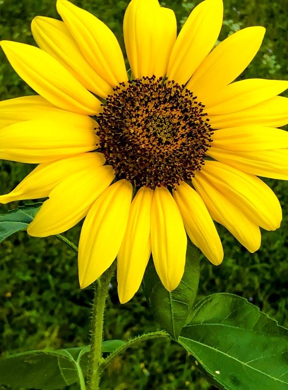 Sunflower photo preview