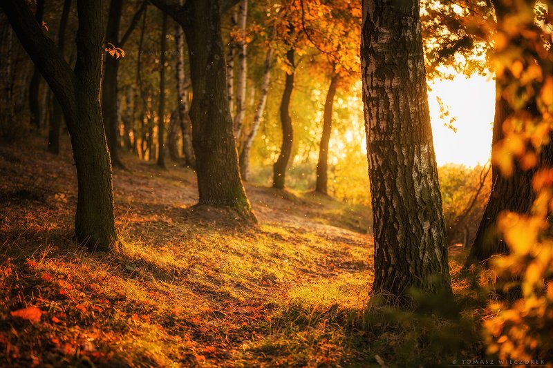 trees, poland, polish, landscape, sunrise, sunset, colours, autumn, awesome, amazing, adventure, travel, beautiful, afternoon, light Light of the autumnphoto preview