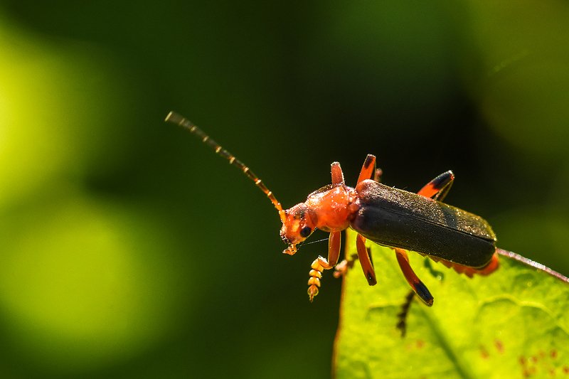 природа,насекомые,макро на краюphoto preview