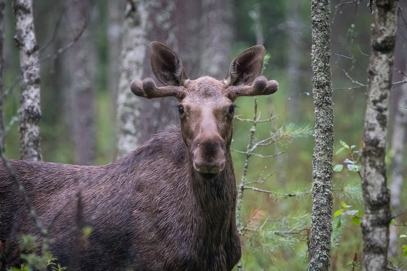 Отрокphoto preview