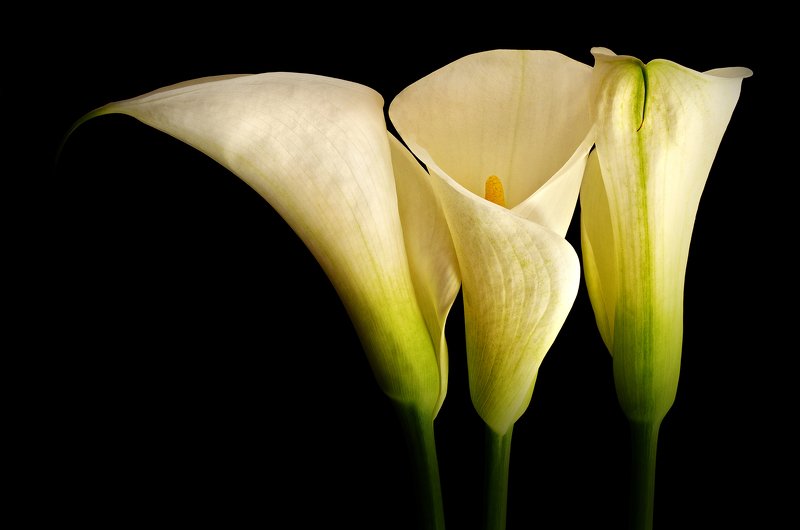 close-up, calla lilies, flower, macro, nature, photography, plant, plants, Calla Liliesphoto preview