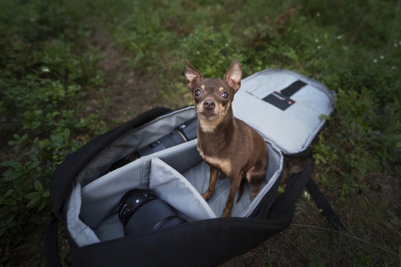 chihuahua, dog Jenniferphoto preview